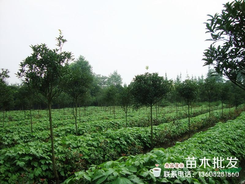 四川重陽木/四川重陽木供應(yīng)/出售四川重陽木