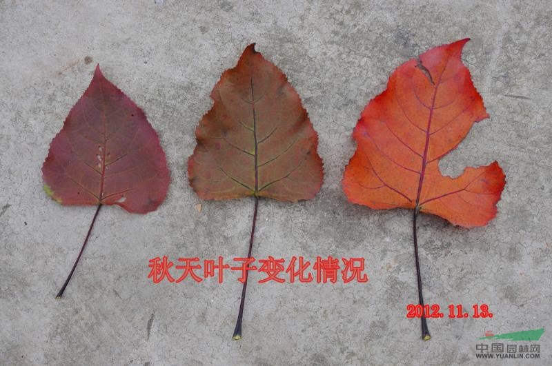全紅楊 中紅楊 紫紅楊 紅楊 紅葉楊 紫葉楊 二代楊 一代楊