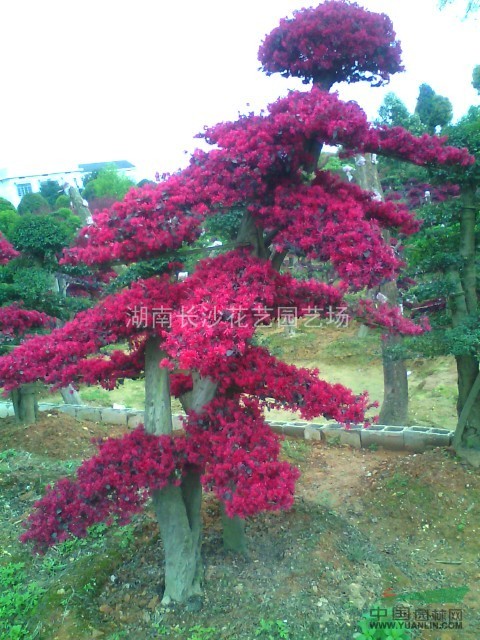 專(zhuān)供湖南造形<紅花桎木古樁>.樹(shù)形古典.造形優(yōu)美.價(jià)格優(yōu)惠