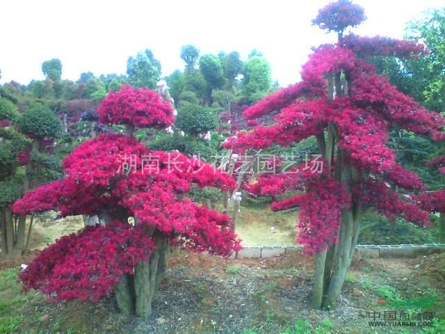 專(zhuān)供湖南造形<紅花桎木古樁>.樹(shù)形古典.造形優(yōu)美.價(jià)格優(yōu)惠