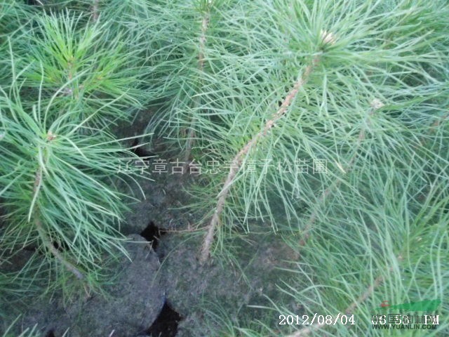 樟子松