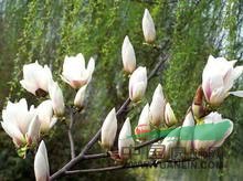 西府海棠.樱花，红枫，青枫，红叶李，红石楠，桂花，茶花,小苗