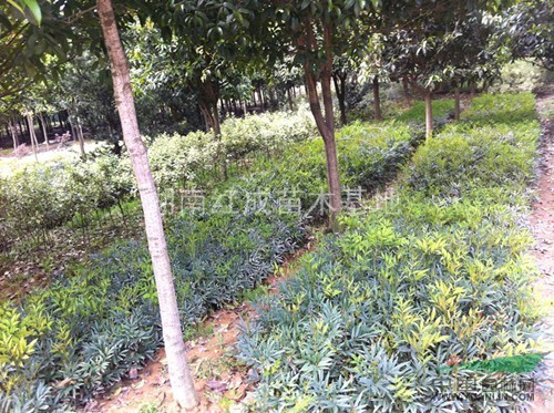 十大功勞工程苗 湖南瀏陽十大功勞 十大功勞價格 十大功勞圖片