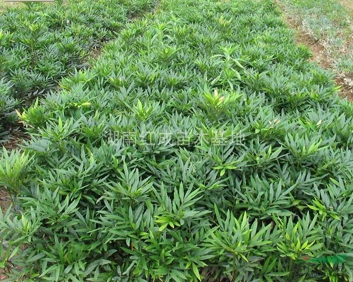 十大功勞工程苗 湖南瀏陽十大功勞 十大功勞價格 十大功勞圖片