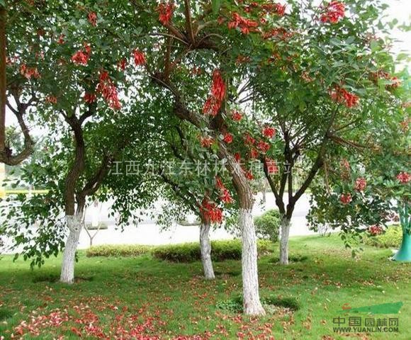 東林林木種苗，九江紅果冬青苗木