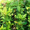 桂花小苗圖片5\桂花小苗報(bào)價(jià)