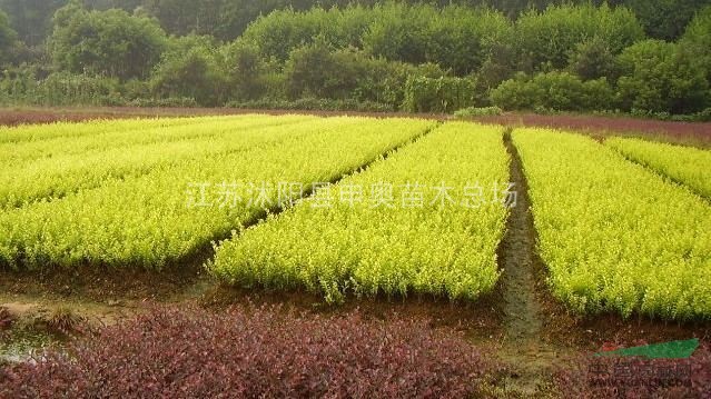 木槿原產(chǎn)地，龜甲冬青原產(chǎn)地，紅葉小檗原產(chǎn)地，金葉女貞原產(chǎn)地