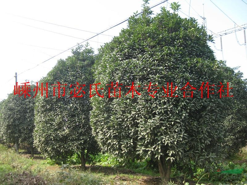 浙江金桂花/浙江金桂花供應(yīng)/出售浙江金桂花