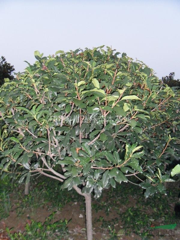 石楠\中華石楠\獨桿石楠\叢生石楠\石楠價格