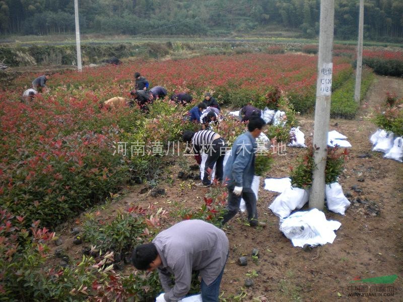 紅葉石楠\紅葉石楠苗\紅葉石楠球\營養(yǎng)缽紅葉石楠