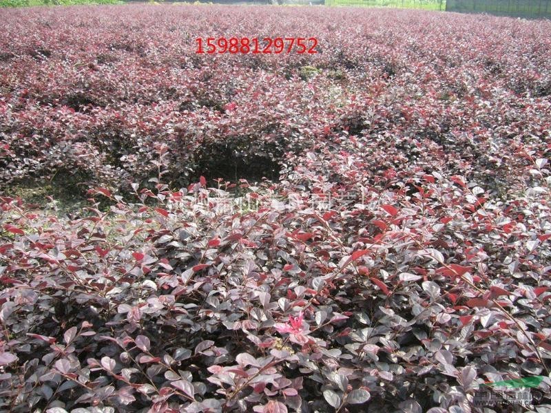 供應(yīng) 紅花繼木