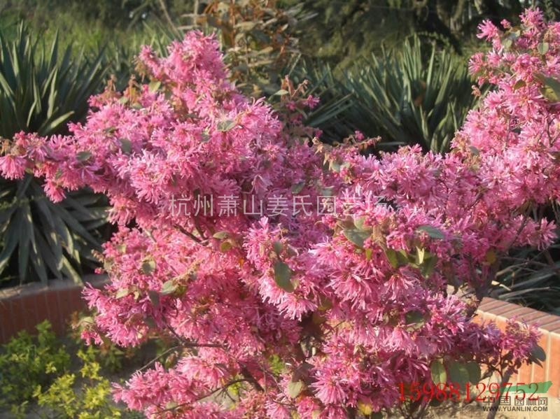 供應(yīng) 紅花繼木