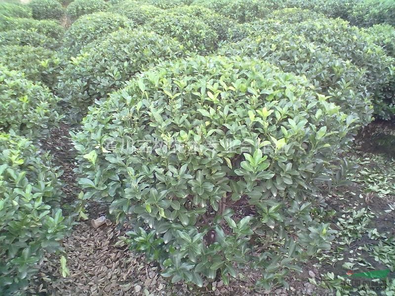 供應(yīng)冠幅100左右的大葉黃楊球
