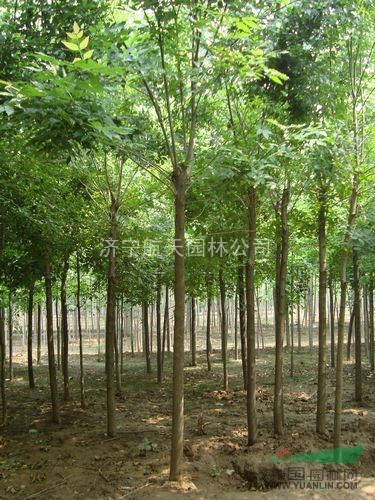 法桐、國槐、白蠟、南欒、大葉女貞、馬褂木、七葉樹、西府海棠等
