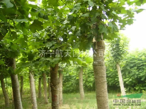 法桐、國槐、白蠟、南欒、大葉女貞、馬褂木、七葉樹、西府海棠等