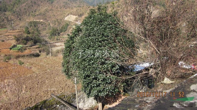 湖北桂花大樹最新報價4/桂花大樹圖片