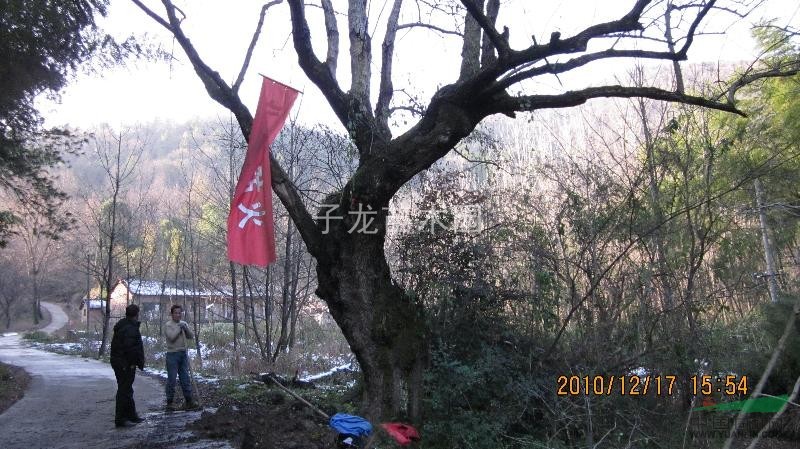 湖北桂花大樹最新報價4/桂花大樹圖片