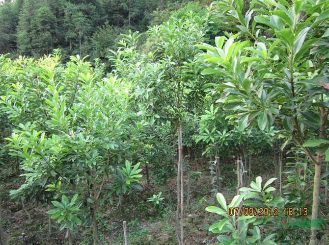 湖南兩年生楊梅苗批發(fā)、兩年生楊梅苗價格、湖南兩年生楊梅苗