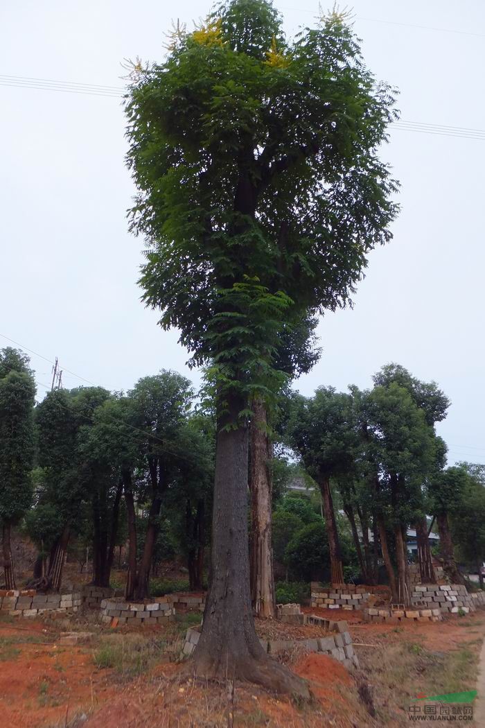 供應(yīng)湖南落葉喬木欒樹.樹桿光潔.成活率高.價格實(shí)在