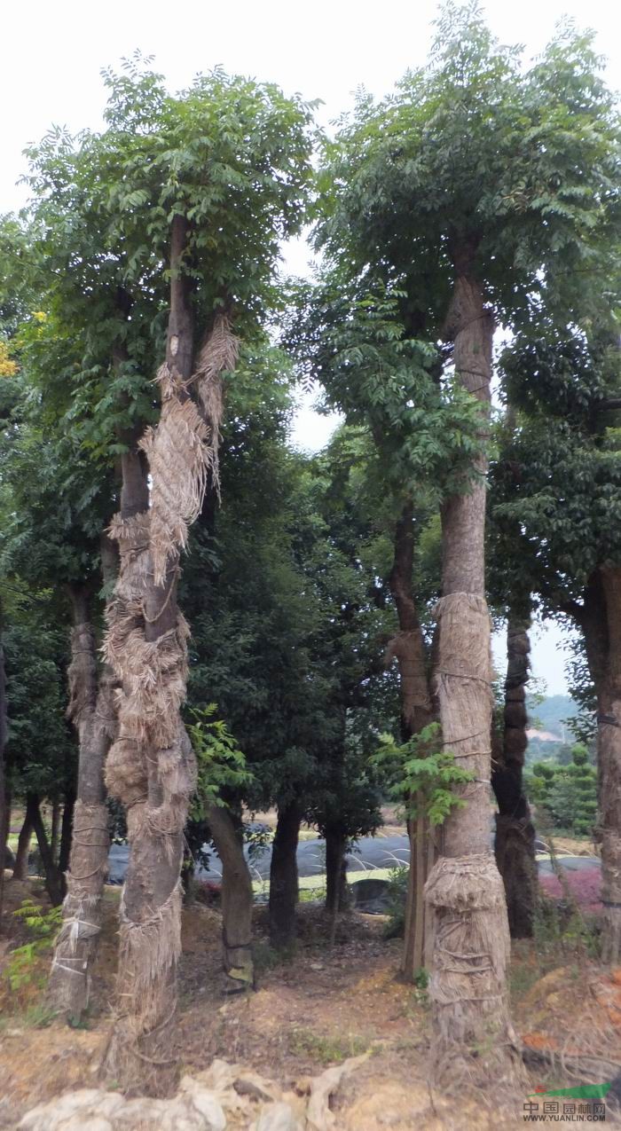 供應(yīng)湖南落葉喬木欒樹.樹桿光潔.成活率高.價格實(shí)在
