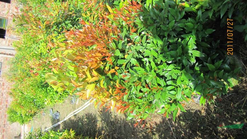 供應(yīng)紅車/供應(yīng)福建紅車/特價(jià)供應(yīng)紅車