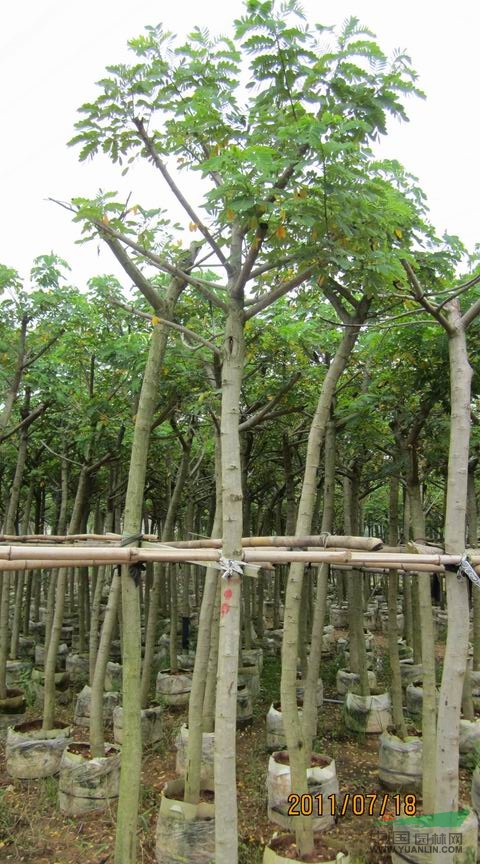福建黃花槐/福建黃花槐供應(yīng)/出售福建黃花槐
