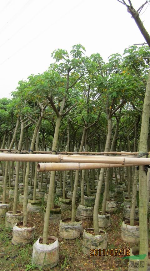 福建黃花槐/福建黃花槐供應(yīng)/出售福建黃花槐