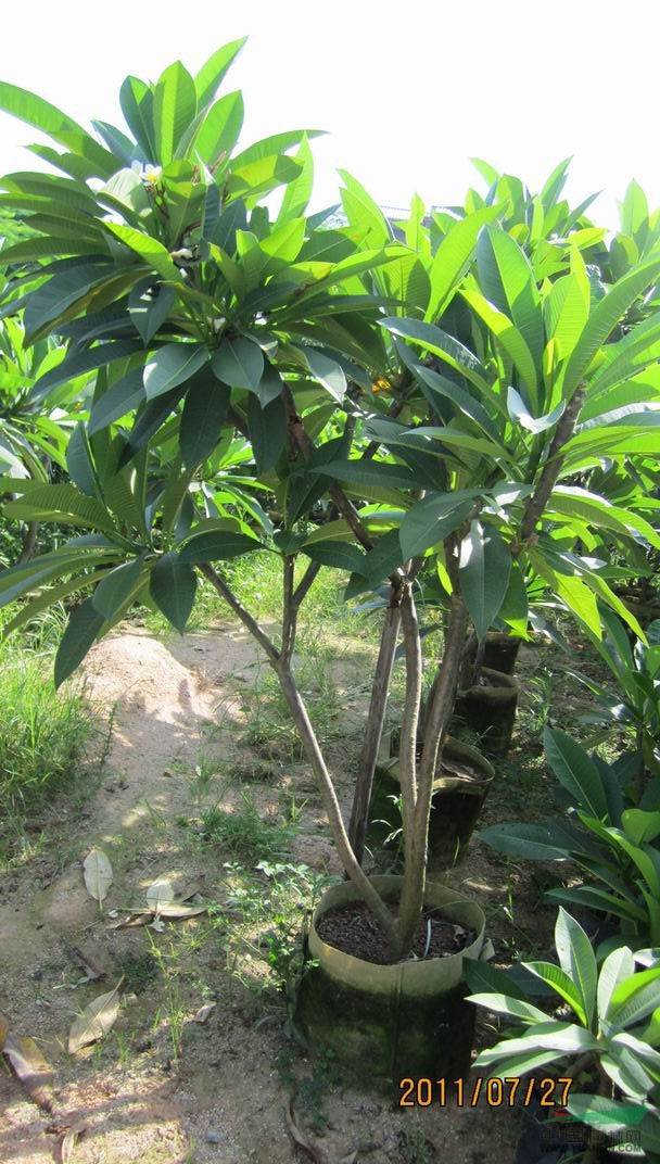 雞蛋花批發(fā)/福建雞蛋花批發(fā)/特價批發(fā)福建雞蛋花