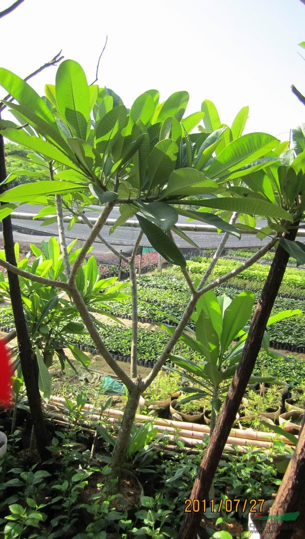 雞蛋花批發(fā)/福建雞蛋花批發(fā)/特價批發(fā)福建雞蛋花