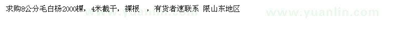 求購8公分毛白楊2000棵