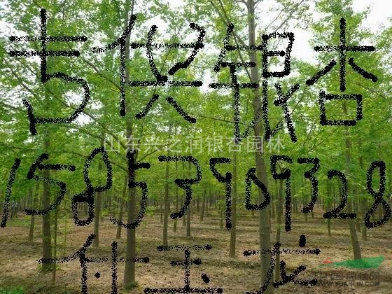 低價(jià)供應(yīng)14--25公分銀杏樹
