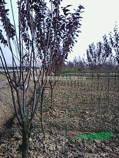 大量低價(jià)出售大葉女貞，紅葉李，紫薇，三角楓，黃連木，樸樹榔榆