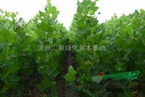 速生法桐