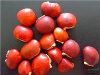 供應花梨木種子 鄂西紅豆種子 林木種子 紅豆種子