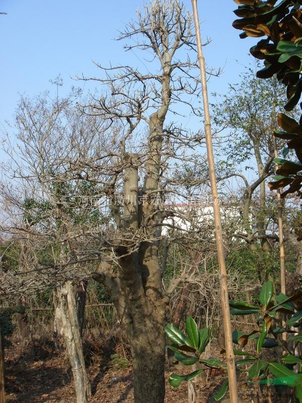 木瓜苗 景观造型大树
