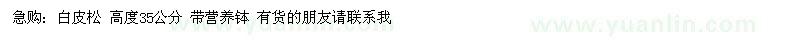 求購白皮松 高度35公分