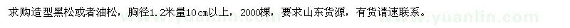 求購造型黑松或者油松