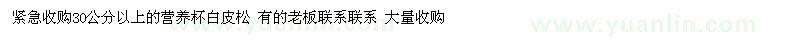 求購(gòu)30公分以上營(yíng)養(yǎng)杯白皮松