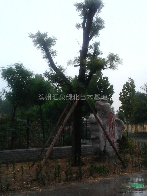 大規(guī)格國槐