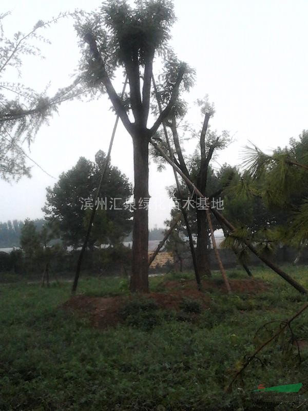 大規(guī)格國槐