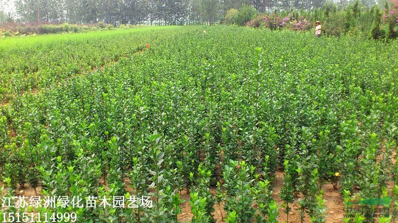 大量供應(yīng)：北海道黃楊 江蘇北海道黃楊小苗 北海道黃楊工程苗