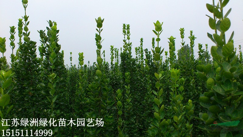 大量供應(yīng)：北海道黃楊 江蘇北海道黃楊小苗 北海道黃楊工程苗