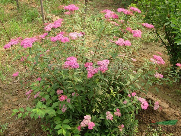 金焰繡線菊,珍珠繡線菊,金山繡線菊,紅花繡線菊價(jià)格表