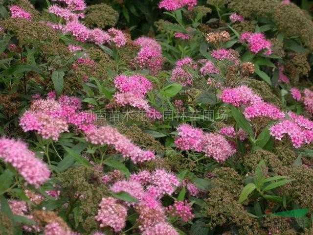 金焰繡線菊,珍珠繡線菊,金山繡線菊,紅花繡線菊價(jià)格表