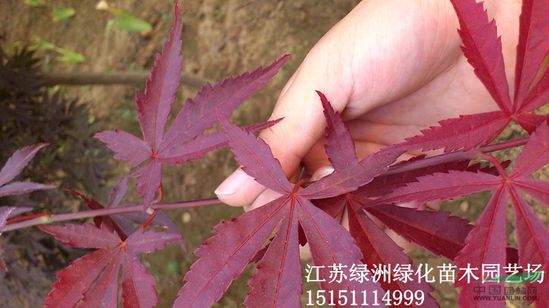 江苏销售地径1cm-8cm红枫、美国红枫、日本红枫、红枫小苗