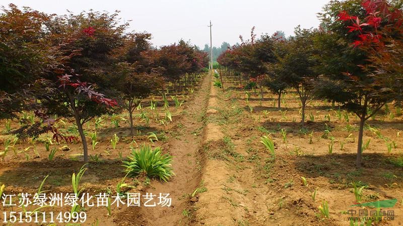 江苏销售地径1cm-8cm红枫、美国红枫、日本红枫、红枫小苗