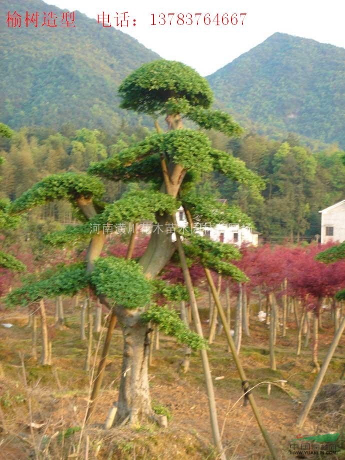 景觀造型樹價格，小葉女貞造型價格，榆樹造型價格，對節(jié)白蠟價格