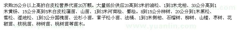 求購25公分以上高的白皮松