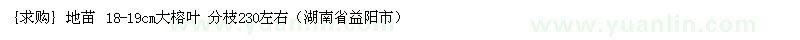 求購地苗 18-19cm大榕葉 分枝230左右