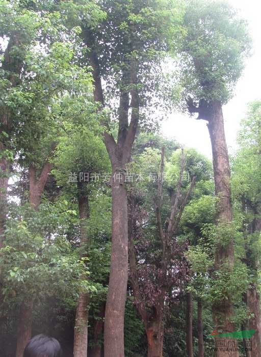 供應(yīng)香櫞樹(shù)、紅果冬青、黃山欒樹(shù)、桂花樹(shù)、香樟樹(shù)